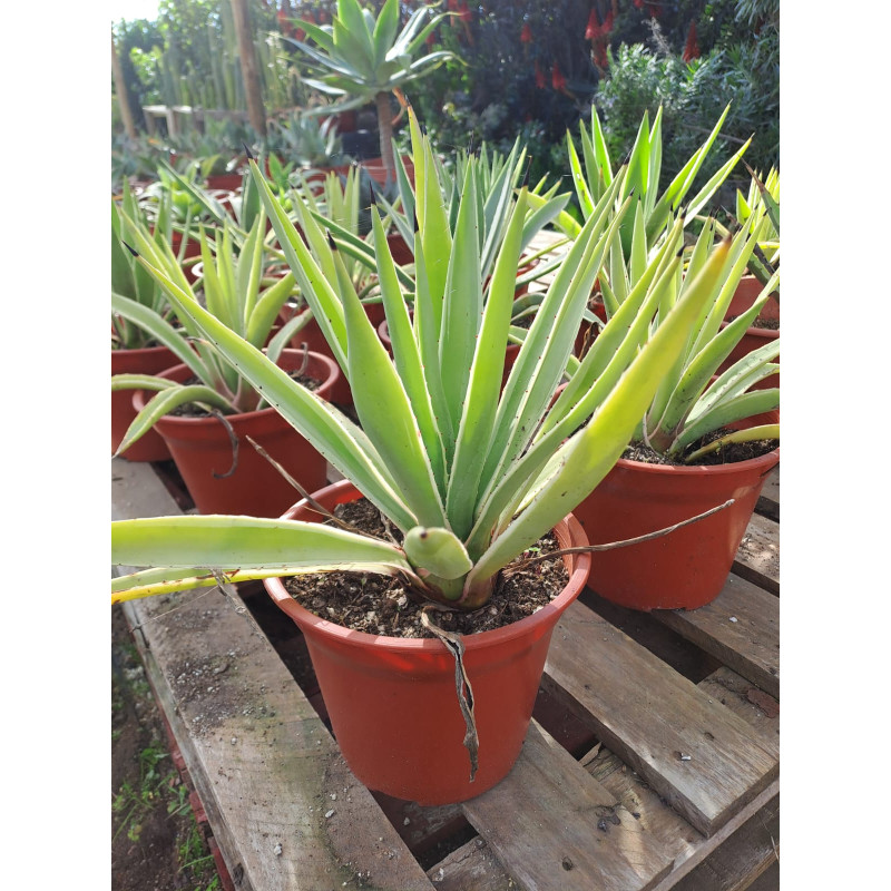 Agave angustifolia  o Aloe angustifolia variegado