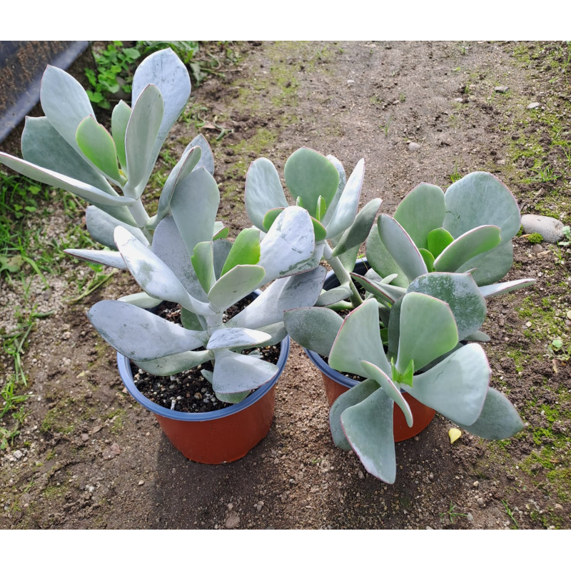 Cotyledon  orbiculata
