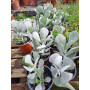 Cotyledon  orbiculata
