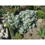 Cotyledon  orbiculata