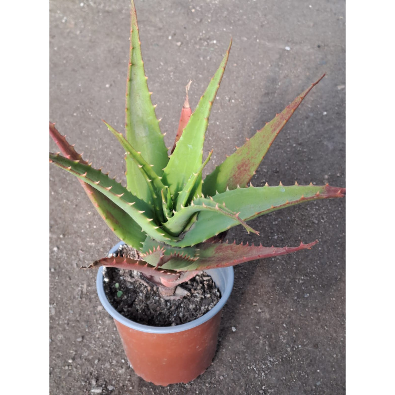 Aloe Megalacantha
