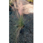 Muhlenbergia