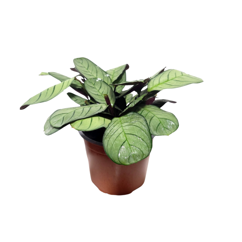 Calathea Amagris