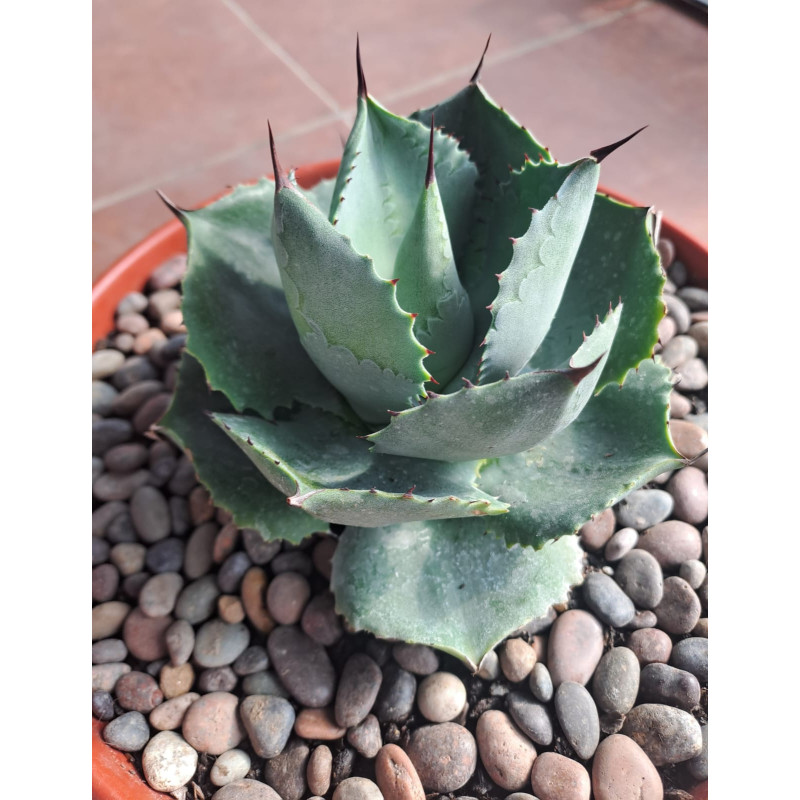 Agave isthmensis