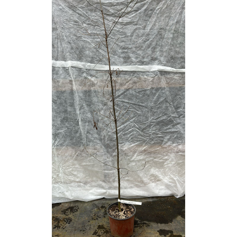 Encino (Quercus robur)