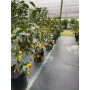 Kumquat Nagami