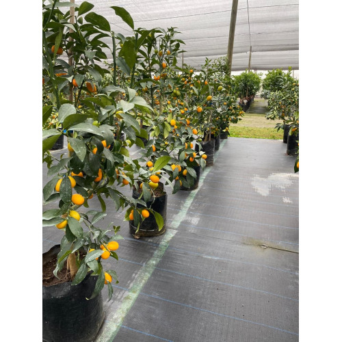 Kumquat Nagami