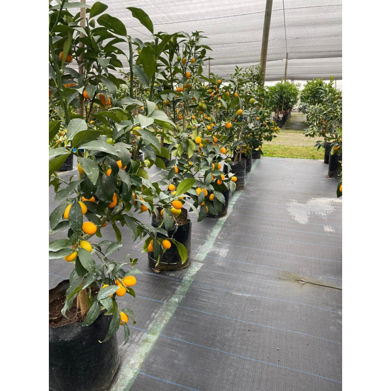 Kumquat Nagami