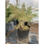 Juniperus Rastrero