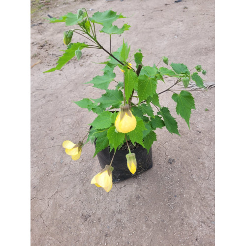 Abutilon