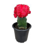 Gymnocalycium mihanovichii (Cactus Injertado)