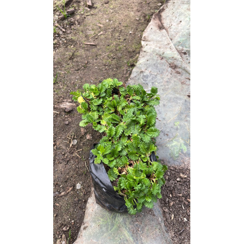 Cotula / Leptinella Scariosa