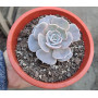 Echeveria lola — echeveria lola comprar chile suculenta colección