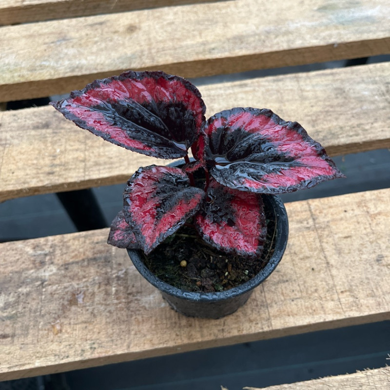 Begonia Rex Red Kiss — Begonia Rex Red Kiss comprar Santiago