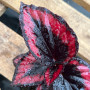 Begonia Rex Red Kiss — Begonia Rex Red Kiss comprar Santiago