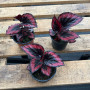 Begonia Rex Red Kiss — Begonia Rex Red Kiss comprar Santiago