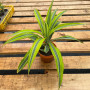 Dracena Lemon Lime