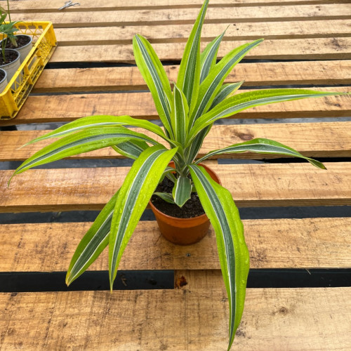 Dracena Lemon Lime