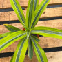 Dracena Lemon Lime