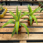 Dracena Lemon Lime