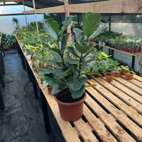 Ficus Lyrata (XL)