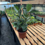 Ficus Lyrata (XL)