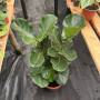 Ficus Lyrata (XL)
