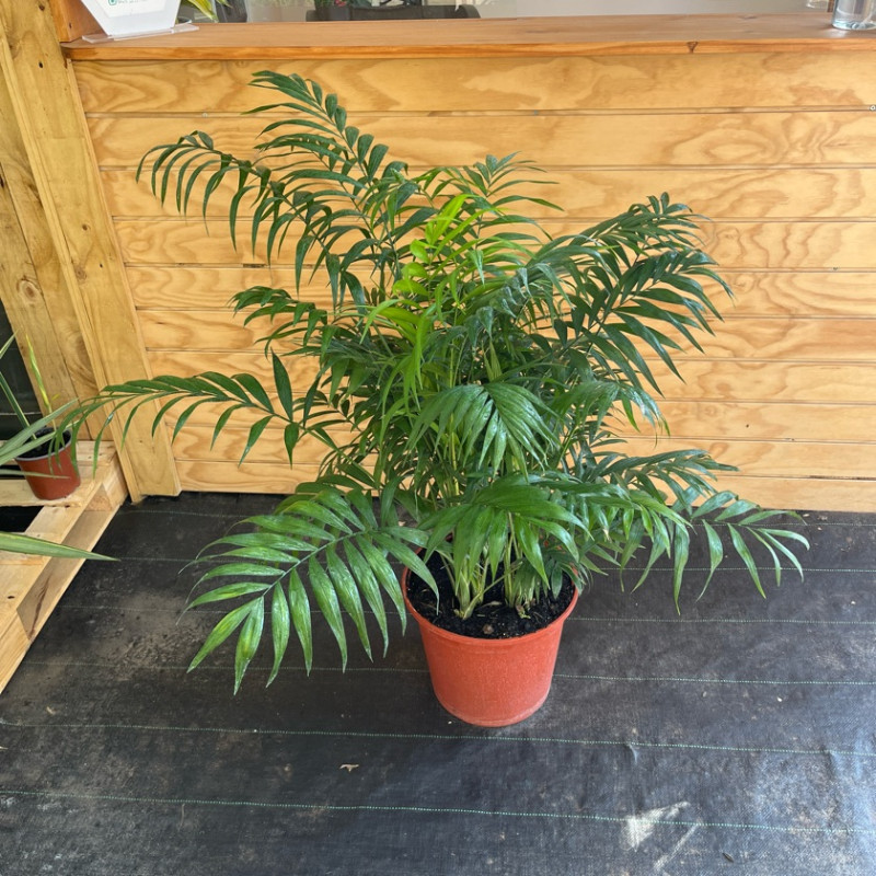 Palmera Chamadorea (XL)