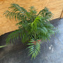 Palmera Chamadorea (XL)