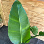 Strelitzia Nicolai (XL)