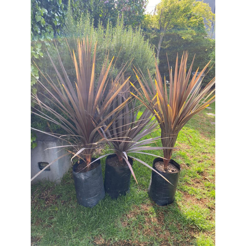 Dracaena / Dracena