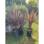 Dracaena / Dracena