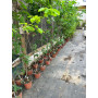 Encino (Quercus robur)