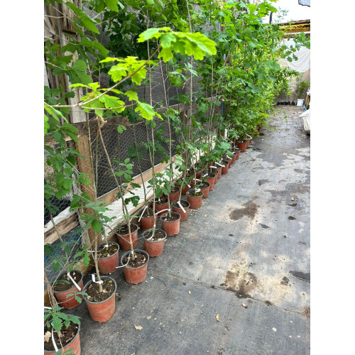 Encino (Quercus robur)