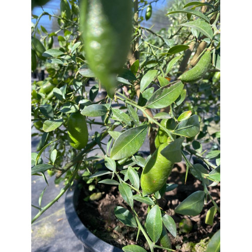 Citrus Yelow Finger Lime