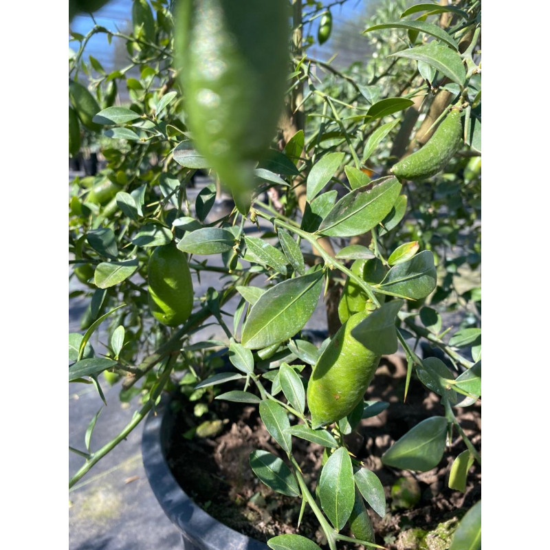 Citrus Yellow Finger Lime Maceta MAC-35