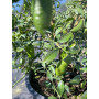 Citrus Yelow Finger Lime