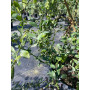 Citrus Yelow Finger Lime