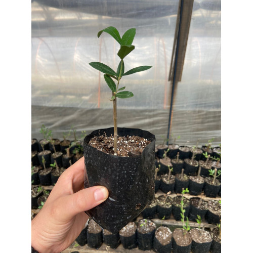 Olivo Arbequina