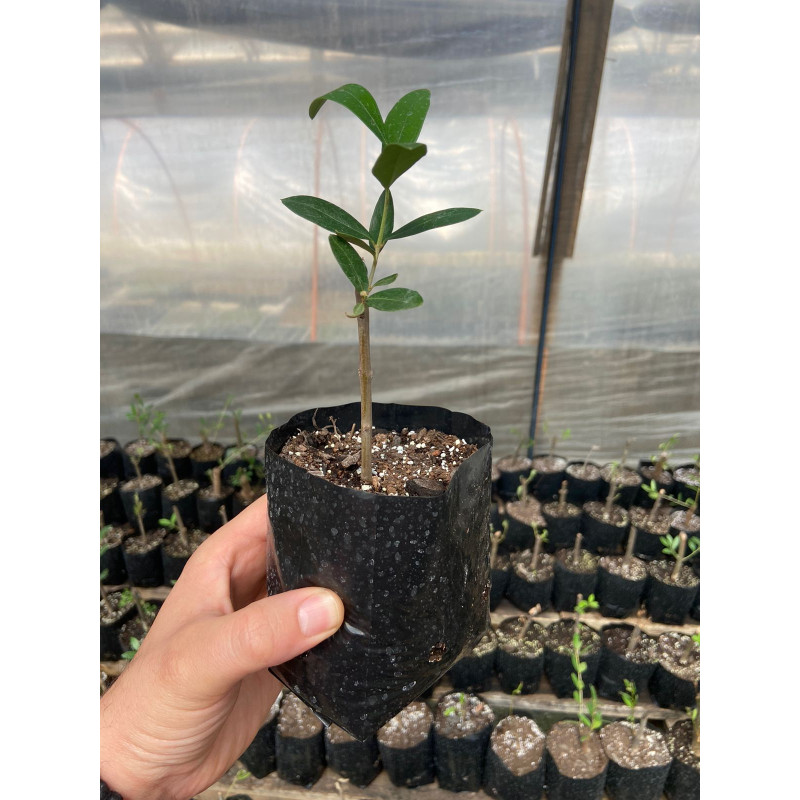Olivo Arbequina