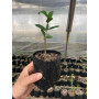 Olivo Arbequina