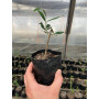 Olivo Arbequina