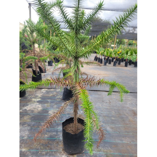 Araucaria Brasileña / Araucaria Brasilera