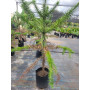 Araucaria Brasileña / Araucaria Brasilera