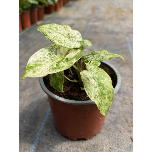 Alocasia Adora Batik