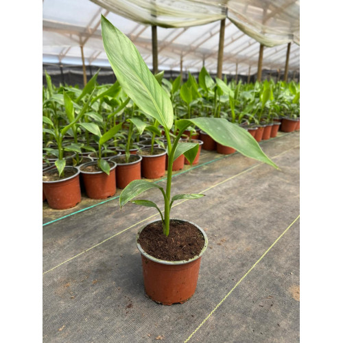 Musa Velutina