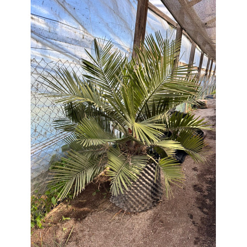 Palma chilena, Jubaea chilensis