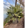 Palma chilena, Jubaea chilensis