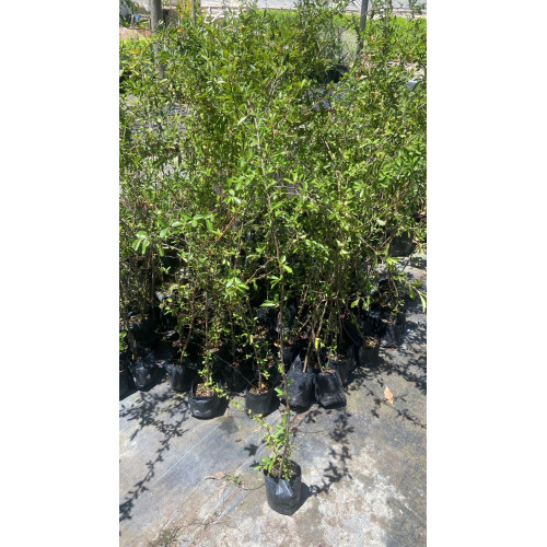 Crateus / Crategus