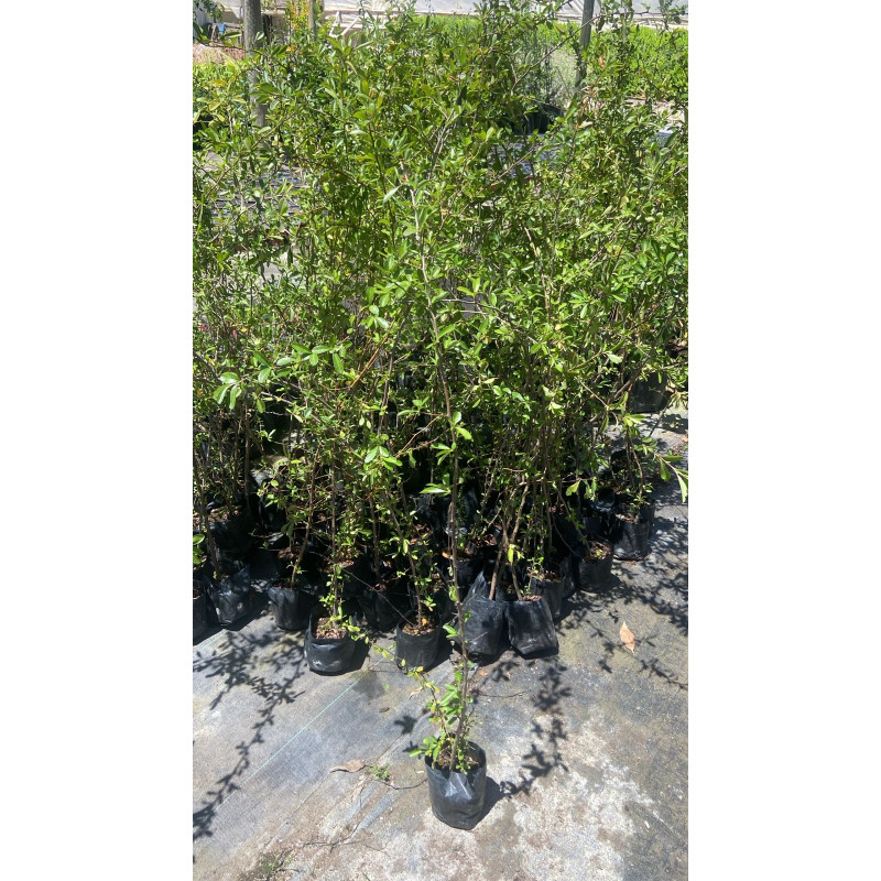 Crateus / Crategus